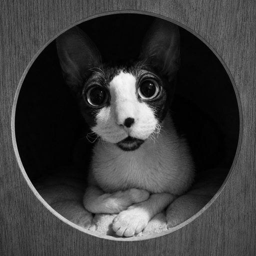 Moetkoe, a Cornish Rex cat, peering out of a round opening in her wooden cat house